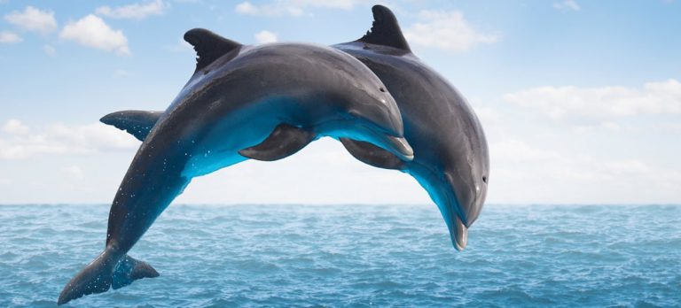 Vysokou intelugenci jsou proslulí zejména delfíni.