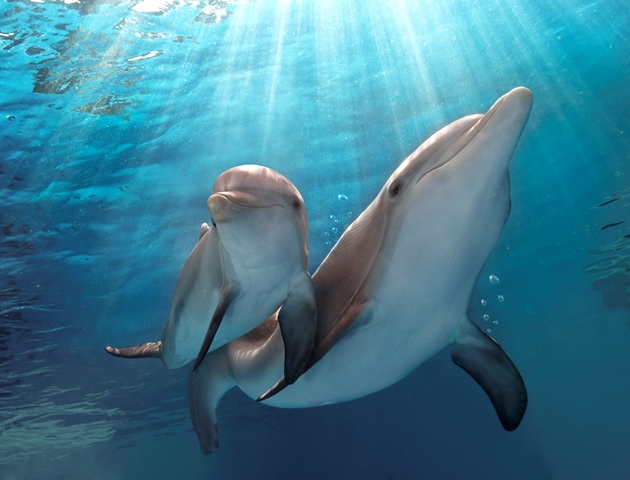 Ač vypadají delfíni mírumilovně, s konkurencí se nesmíří.
