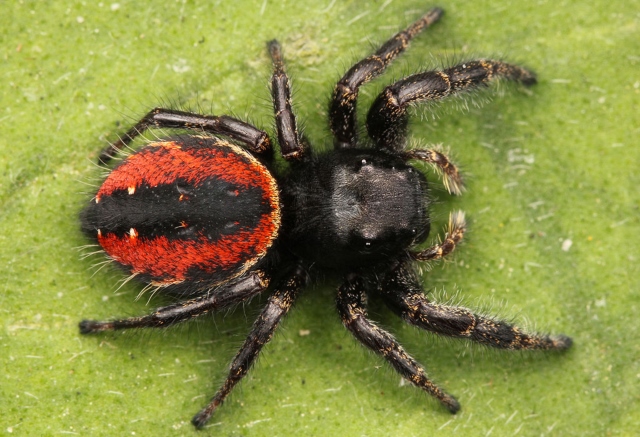 Pavouci mohou za zbarvení některých pavouků.