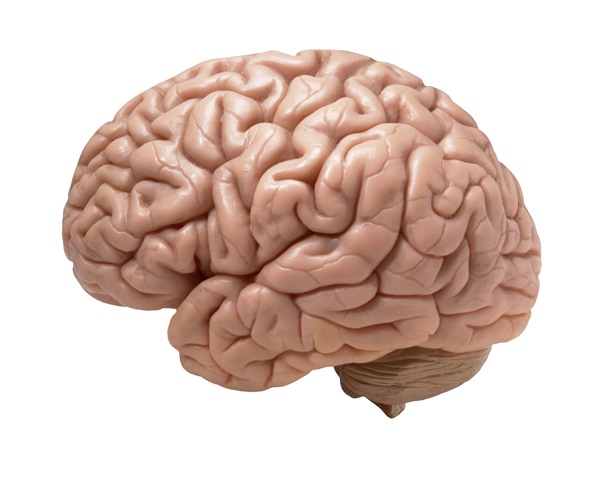 Mozek je stále nejméně probádaným orgánem.