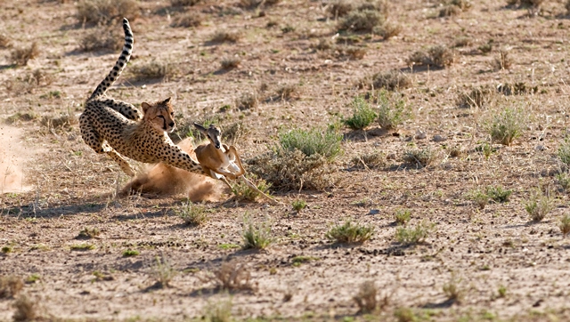 Gepard loví na rozdíl od ostatních kočkovitých šelem ve dne. Nepouští se do žádných bojů, zranění pro něj totiž znamená smrt.