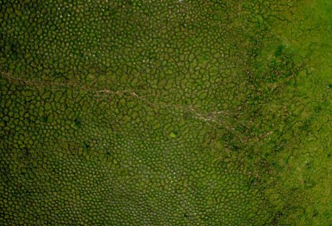 Enormous mounds (as seen from the air) in the tropical wetlands of South America have long puzzled scientists.
