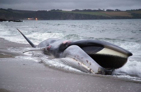 ST AUSTELL, ENGLAND - AUGUST 13: A female fin whale opens its mouth as it lies stranded and alive on the beach at Carlyon Bay on August 13, 2012 in St Austell, England. The stranded whale was spotted by holidaymakers just after 5pm and initially rescuers had hoped to refloat it. However the 60ft 20metre fin whale, a globally endangered species and the second largest animal on the planet, sadly died on the beach. (Photo by Matt Cardy/Getty Images) ORG XMIT: 150345698