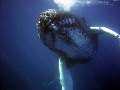 Vědci odhadují, že tajemná velryba by mohla být křížencem plejtváka. S určitostí to ale říct nedokáží. 