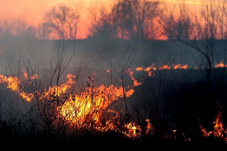 Klimatické změny způsobují čím dál častější sucho a s tím související požáry.