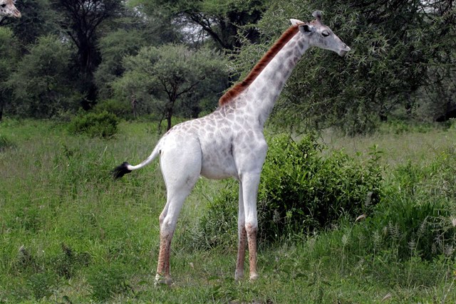 Vzácná žirafa je jediná svého druhu, o které ochránci zatím vědí.