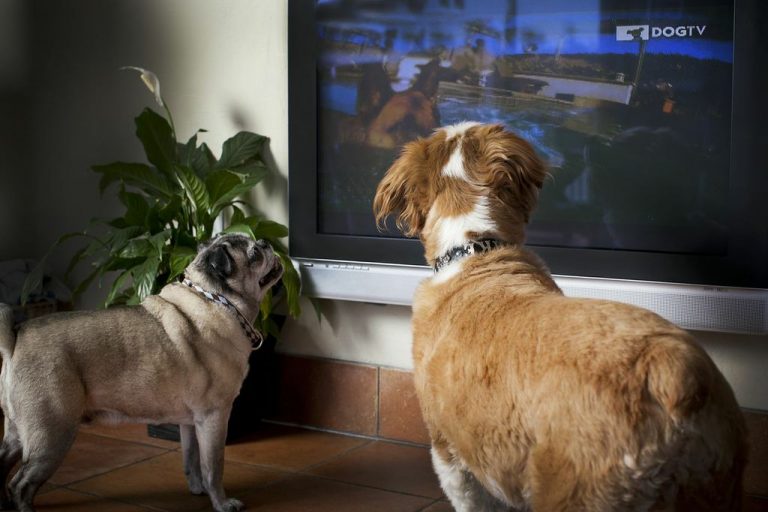Někteří vzrušeně štěkají na psy na obrazovce, běhají kolem přístroje a hledají, kde je jejich kamarád ukryt. Jiní televizi prostě ignorují.