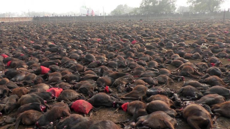 Příští krvavý festival Gadhimai se bude konat v roce 2019 a opět se počítá se statisíci mrtvými zvířaty.
