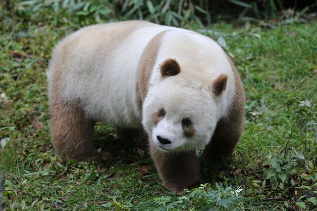Hnědobílá panda je zřejmě jedinou na světě.