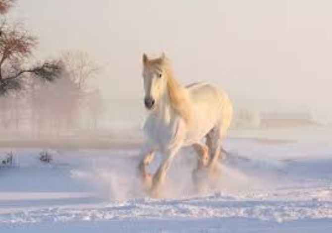 Vodník z Křišťanovického rybníku na sebe prý mimo jiné bere podobu bílého koně.