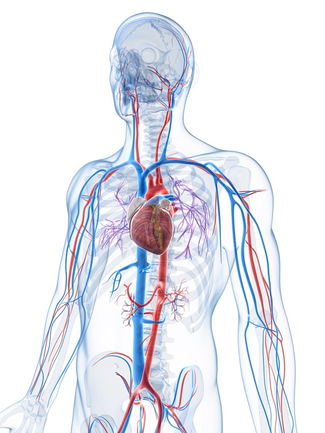 Srdcem prochází neokysličená krev, která se následně okysličí a roznáší jeho buňkám kyslík a živiny.
