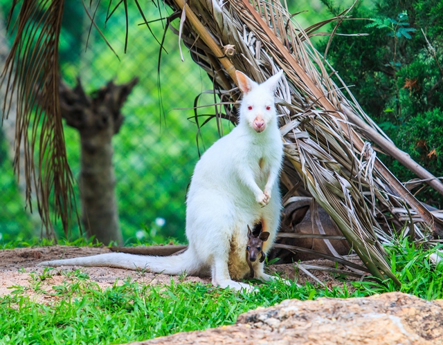 V zoologické zahradě ve Zlíně se samicí klokana rudokrkého narodilo mládě sněhobílé barvy.