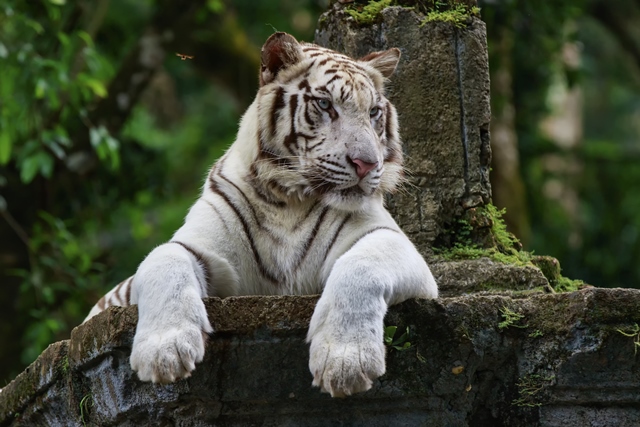 Dalším odchylkou je tzv. rufinismus, kdy tygrům chybí v pruzích tmavý až černý pigment.