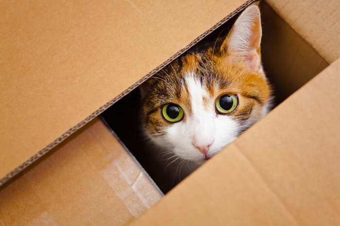 Schrödinger kočku ve skutečnosti nikdy do krabice s plynem a radioaktivním nuklidem nestrkal, vše bylo jen myšlenkovým experimentem.