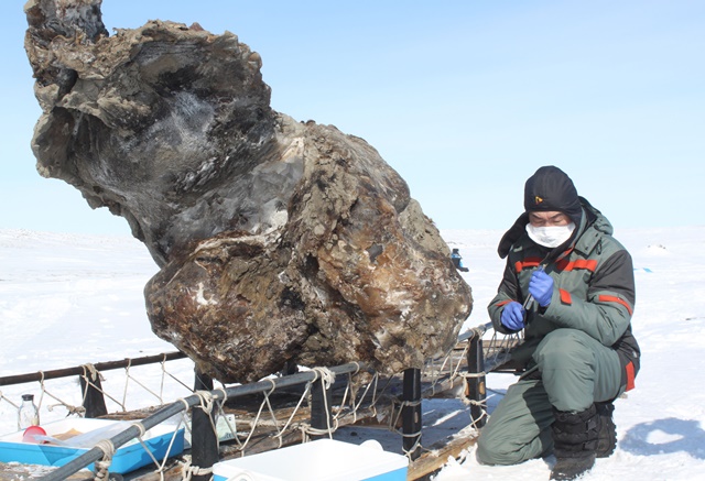 V roce 2013 našla ruská expedice ostatky samice mamuta spolu se zachovalým svalstvem a krví.