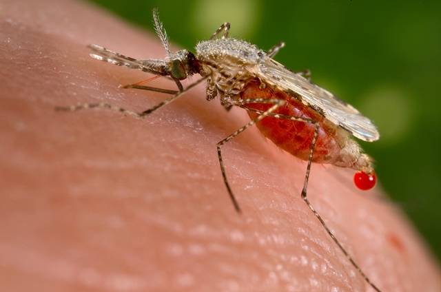 Malárie se nejčastěji přenáší komáry.