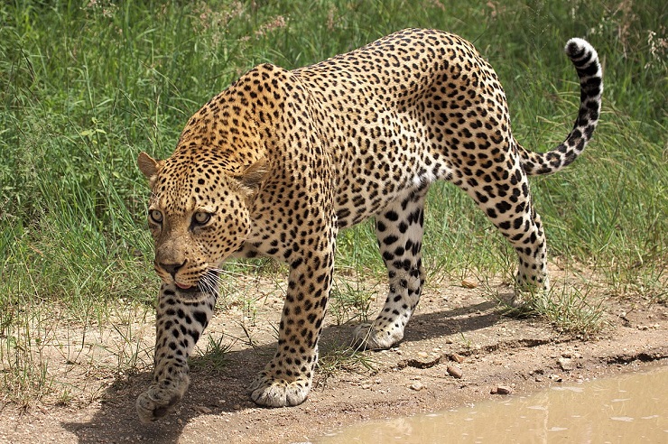 Přisvojili si kanibalští čarodějové vlastnosti skutečných leopardů?