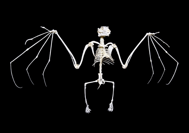 Netopýři jsou schopni rozevřít křídla až do délky 37 centimetrů.