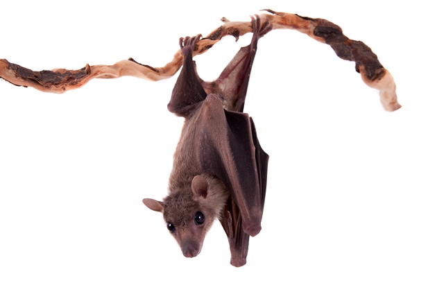 Díky pozici hlavou dolů je pro netopýry snadnější uniknout nepříteli.
