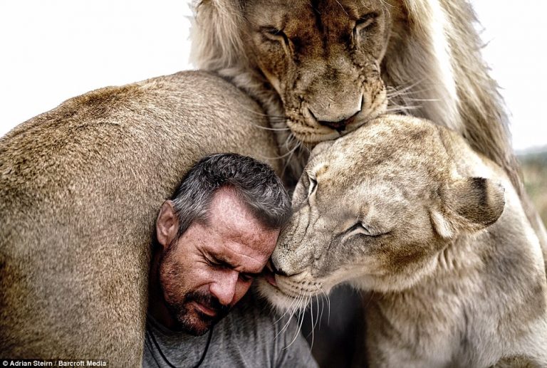 Až zemře nejmladší lev v jeho parku, bude konec i Zaříkávače lvů, Richardson si nehodlá osvojovat další lvíčata. „Nechci, aby po mě lvi skákali, až mi bude 60!“ směje se.