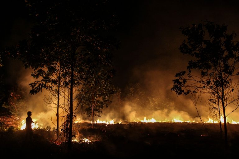 Orangutany mimo jiné ohrožují požáry pralesů.