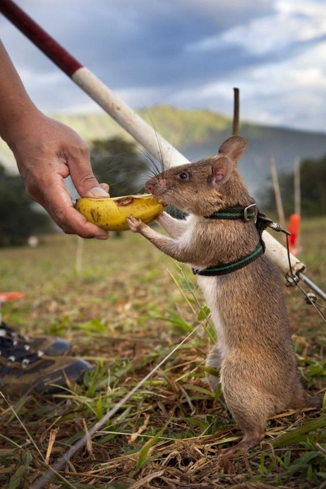K vyhledávání dávno zapomenutých min se používají i speciálně cvičené krysy.