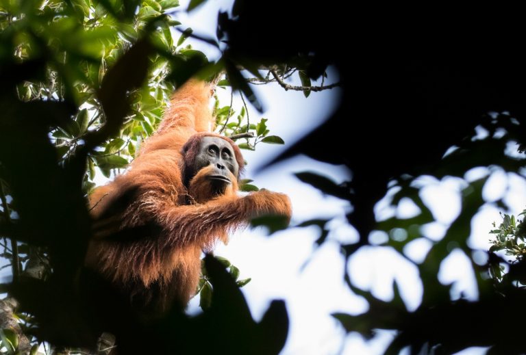 Orangutan tapanulijský.