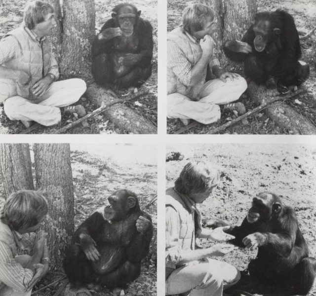 Roger Fouts dokázal, že se šimpanzi dokážou učit znaky od jiných.
