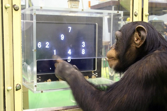 V některých oblastech nás dokonce šimpanzi předčí.