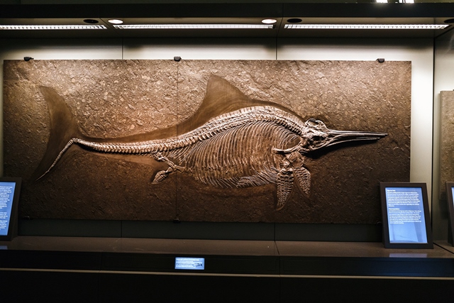 Fosílie kostry ichtyosaura se nachází ve sbírce rakouského Muzea historie přírody ve Vídni.