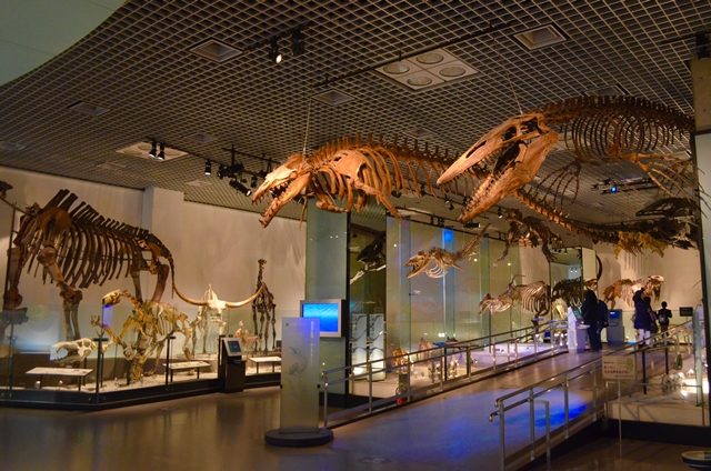 V tokijském Národním muzeu přírody a věd je k vidění několik modelů koster dávných ryboještěrů.