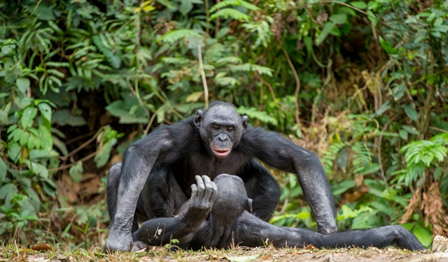 Samičky šimpanze bonobo jako jediné v živočišné říši prožívají orgasmus.