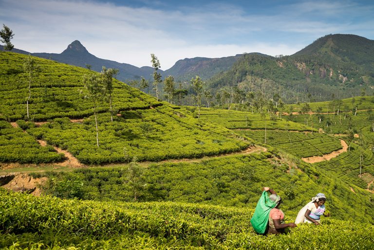 Čajové plantáže na severu Srí Lanky pokrývají 1900 km2.