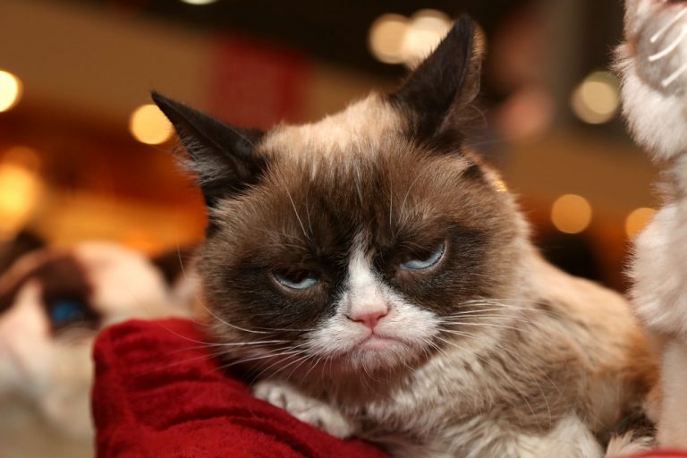 Popularita Grumpy cat stále roste a na svém prvním videu má už přes 20 000 000 zhlédnutí.