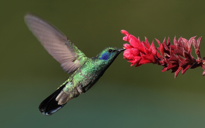 Kolibříkům se říká „létající drahokamy“ kvůli velikosti a pestrobarevnosti. Jejich váha by se spíš měla počítat v karátech než gramech.