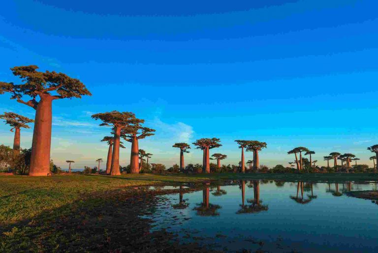 Divotvorná příroda na Madagaskaru stále ukrývá řadu překvapení.