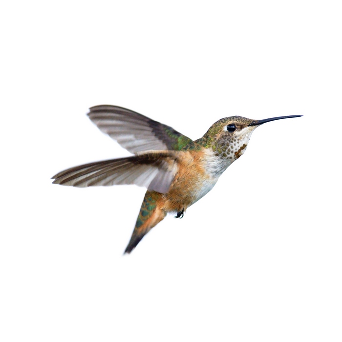 Kdyby měl kolibřík velikost člověka, potřeboval by tolik energie, kolik spálí 10 maratonských běžců?