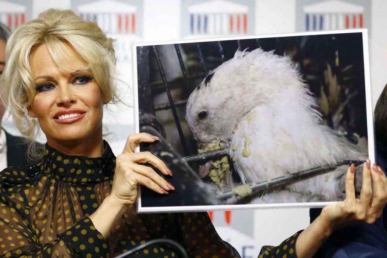 Proti drastickým metodám výkrmu bojují i celebrity jako Pamela Andersonová.