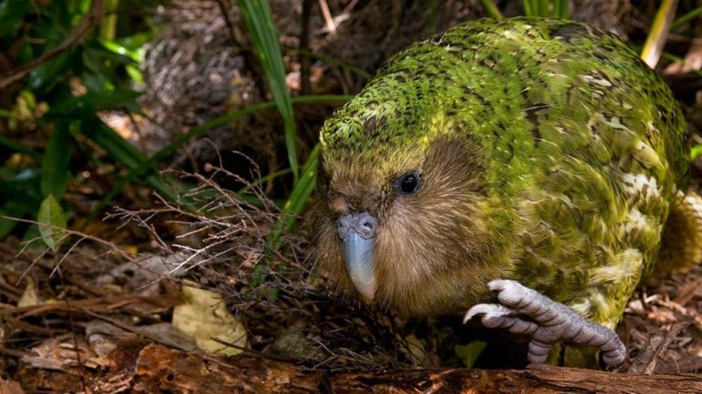 Nejtěžším papouškem je kakapo soví, jehož vzhled mírně připomíná sovu. Sameček může vážit klidně i 2,2 kg!