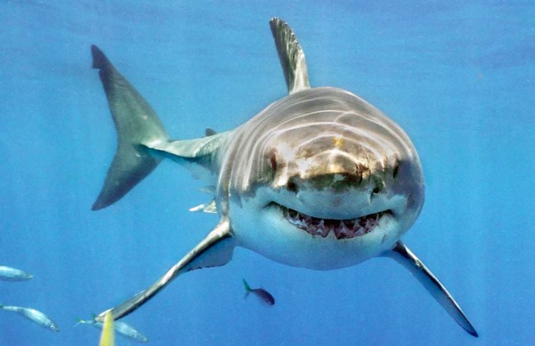 Žraloků se řada lidí obává.