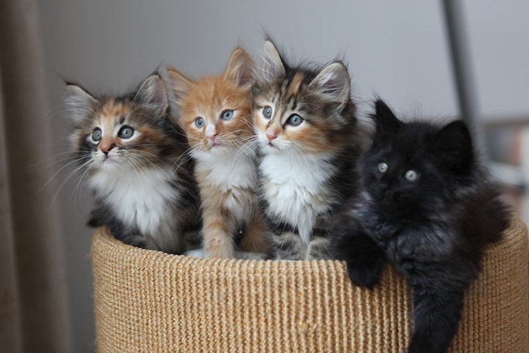 Rekombinace rodičovských genů může způsobit, že koťata z téhož vrhu mají odlišné vlastnosti.