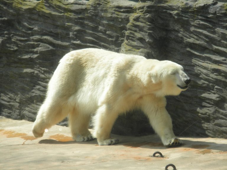 Lední medvěd v pražské zoo.