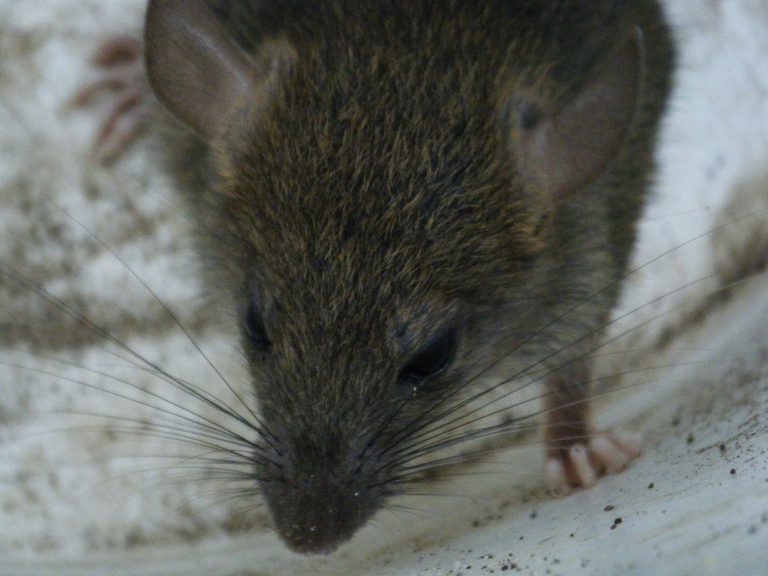 Na vině šíření nemoci jsou krysy…