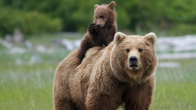 V současné době se počet volně žijících medvědů hnědých odhaduje na 200 000 jedinců.