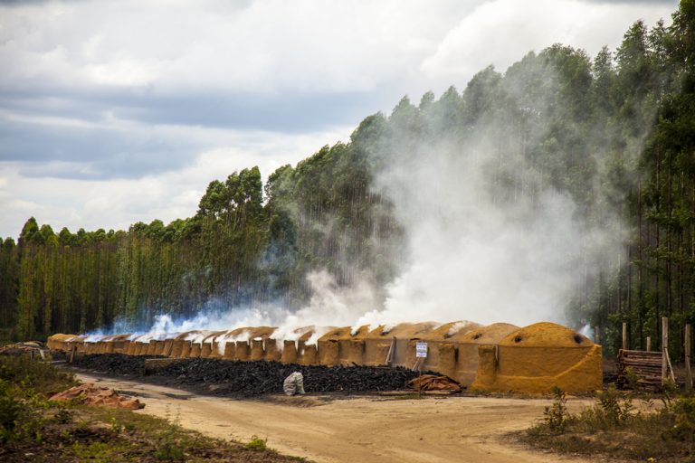 Z jedné tuny eukalyptovníku zůstane 200 kg dřevěného uhlí na gril.