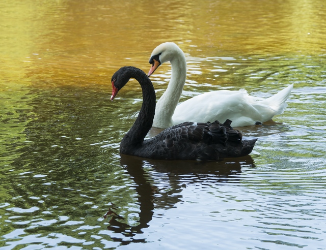 Černé labutě se nejvíce vyskytují v Austrálii.