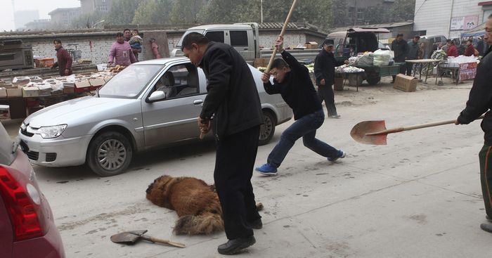 Bezhlavým křížením se u psů ztrácí i dříve ceněná loajalita. Toulající se psi napadají lidi a jsou následně ubíjeni na ulici.