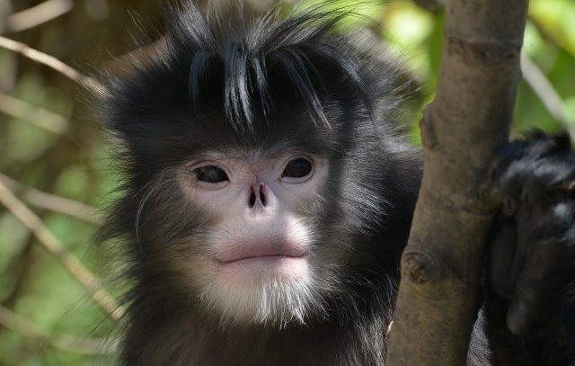 Opice čelí extrémně vysokému riziku vyhynutí ve volné přírodě.
