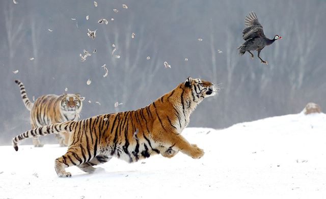 Tlapy má tygr přizpůsobené okolí.