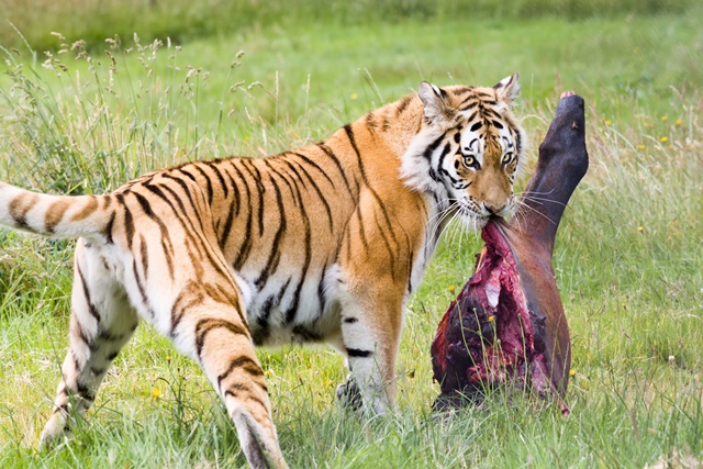 Tygr je samotářský lovec a svoji kořist si často schovává do připraveného úkrytu.
